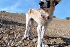 sos-animals-spain-sponsor-dogs-emma-before-rescue-closeup