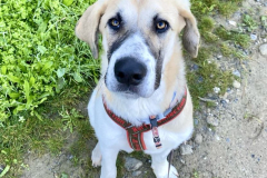 Emma looking at the camera - sponsor dogs at SOS Animals Spain