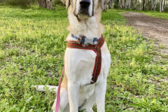 Emma sitting proudly waiting for her morning walk - sponsor dogs at SOS Animals Spain