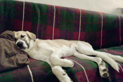 sos-animals-spain-sponsor-dogs-emma-sleeping-peacefully-sofa