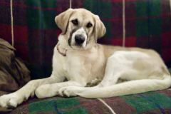 Emma sitting on the sofa in the volunteer house - sponsor dogs at SOS Animals Spain