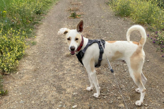 Forki looking back during his river walk - dogs for adoption SOS Animals Spain