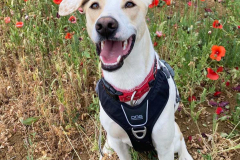 Forki sitting in the field surrounded by poppies - dogs for adoption SOS Animals Spain