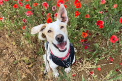 Forki in the poppy field - dogs for adoption SOS Animals Spain