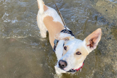 Forki in the river - dogs for adoption SOS Animals Spain
