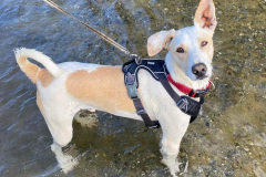 Forki paddling in the river - dogs for adoption SOS Animals Spain
