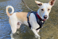 Forki paddling in the river on the local walk - dogs for adoption SOS Animals Spain