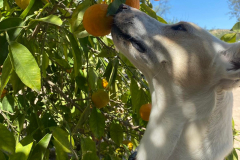 Forki sniffing the oranges on the tree - dogs for adoption SOS Animals Spain