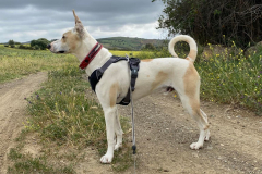 Side profile view of Forki on the river walk - dogs for adoption SOS Animals Spain
