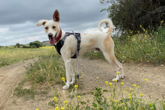 Forki standing side on during his river walk - dogs for adoption SOS Animals Spain