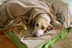 Noodle tucked up in his blankets ready for bed - sponsor dogs at SOS Animals Spain