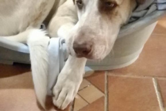 Noodle is almost too big for his bed - sponsor dogs at SOS Animals Spain