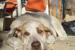 Noodle having a snooze - sponsor dogs at SOS Animals Spain