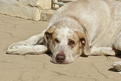 Noodle lying in the sun on the patio - sponsor dogs at SOS Animals Spain