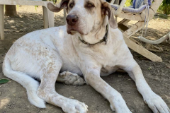 Noodle relaxing in the SOS garden - sponsor dogs at SOS Animals Spain