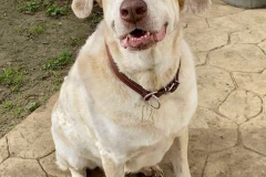 Noodle smiling at the camera - sponsor dogs at SOS Animals Spain