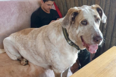 Noodle and one of our volunteers sharing the sofa - sponsor dogs at SOS Animals Spain