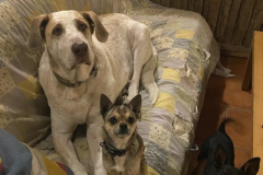 Noodle and friends enjoying the sofa in the house - sponsor dogs at SOS Animals Spain