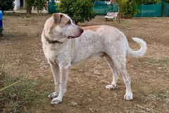 Noodle in the garden at the shelter - sponsor dogs at SOS Animals Spain