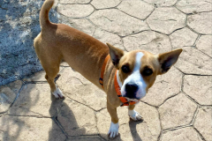 Side profile of Pepito in the garden - dogs for adoption SOS Animals Spain