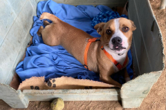 Pepito in his bed - dogs for adoption SOS Animals Spain