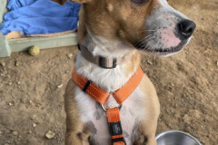 Pepito in the shelter garden - dogs for adoption SOS Animals Spain